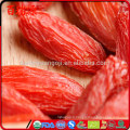 Pianta del goji acheter des baies de goji en ligne goji berry lycium barbarum